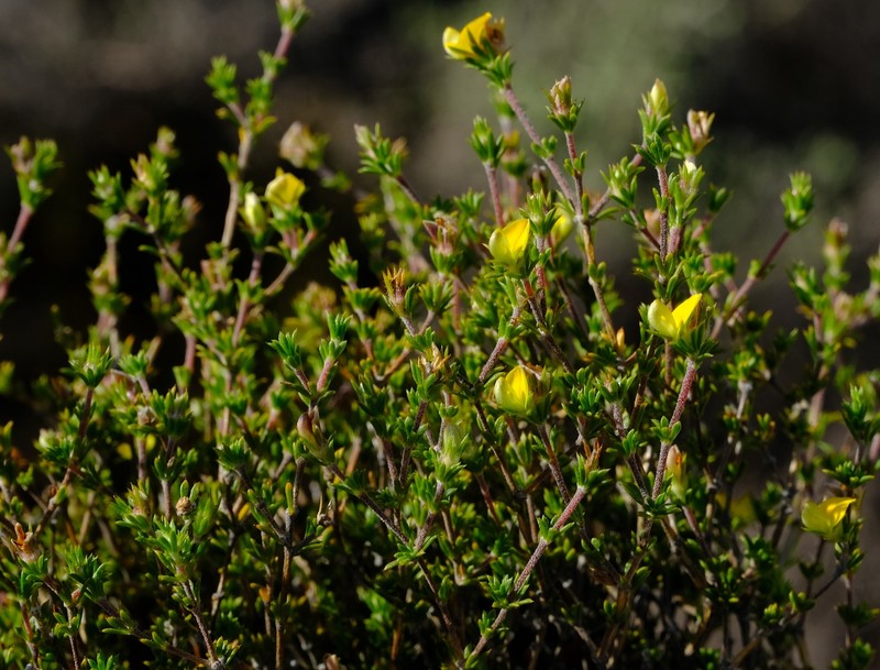 Aspalathus esterhuyseniae photo 2