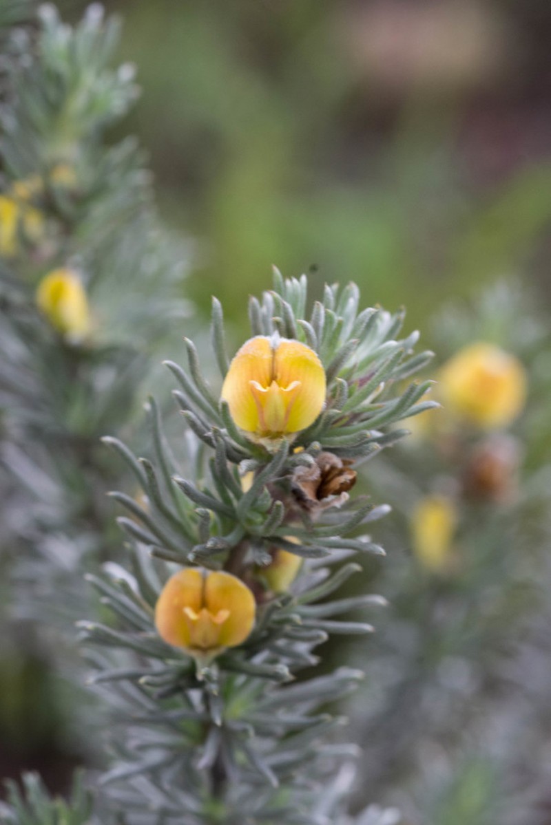 Aspalathus eustonbrownii