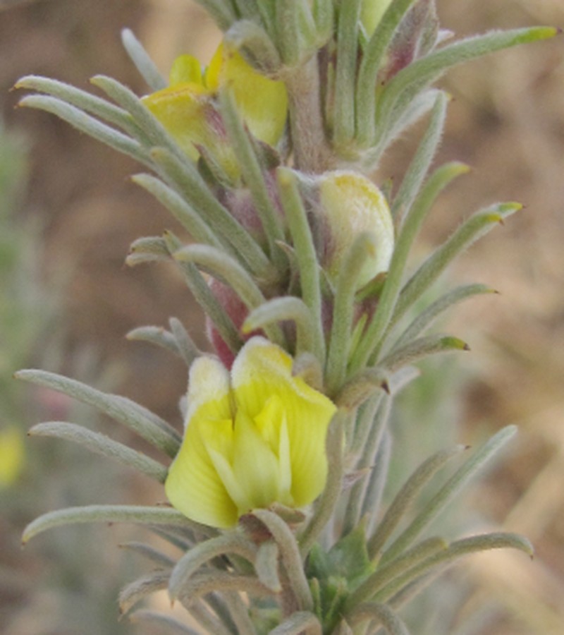 Aspalathus eustonbrownii photo 2