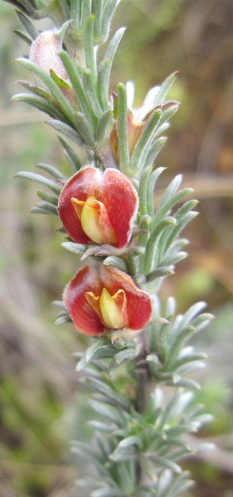 Aspalathus eustonbrownii photo 3