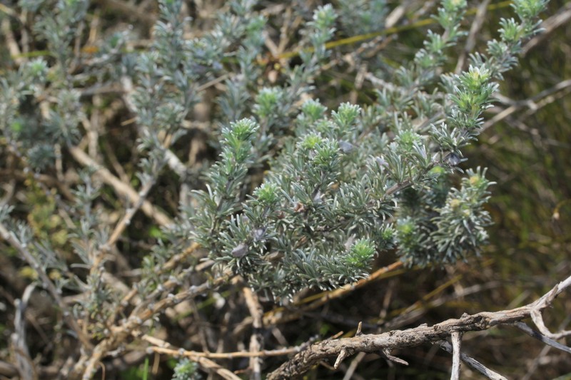 Aspalathus eustonbrownii photo 4