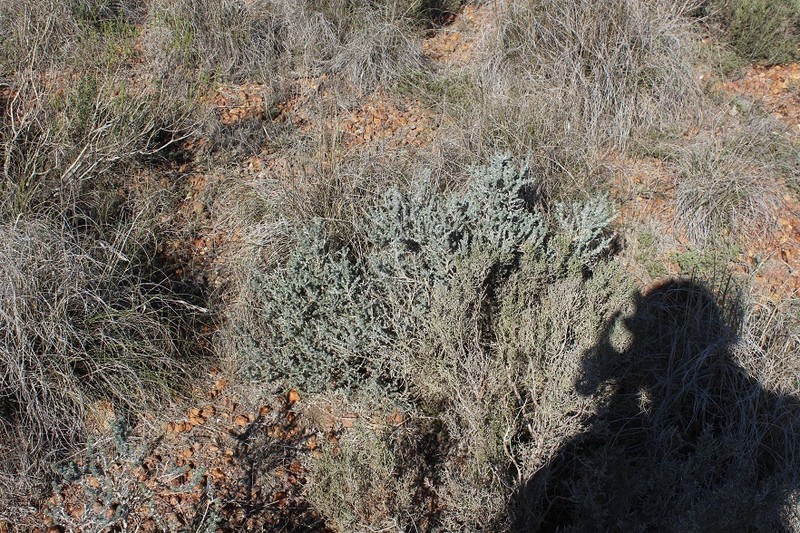 Aspalathus eustonbrownii photo 5