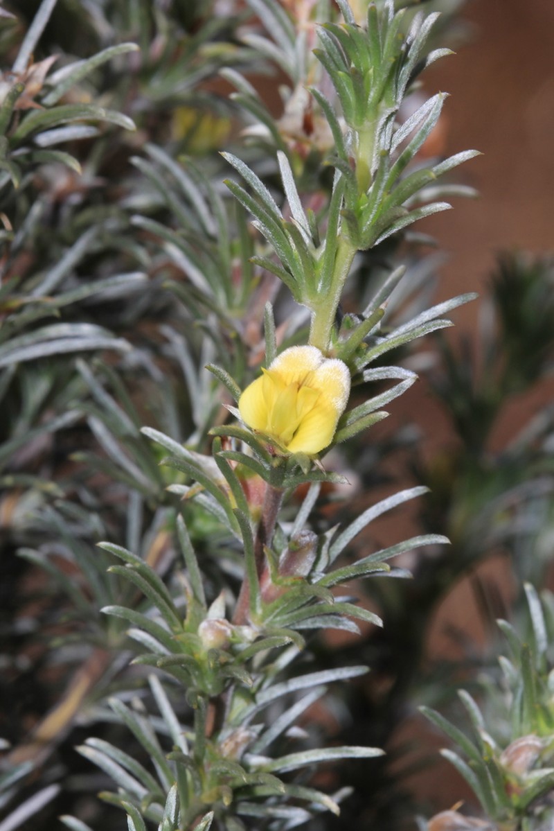 Aspalathus eustonbrownii photo 6