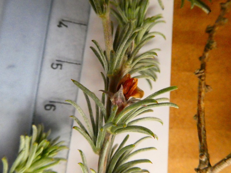 Aspalathus eustonbrownii photo 7