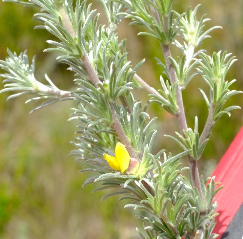 Aspalathus eustonbrownii photo 8