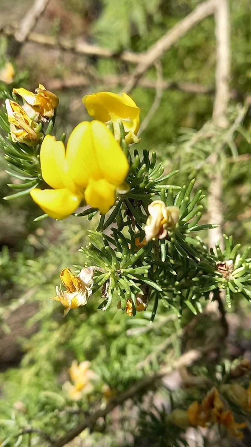 Aspalathus excelsa