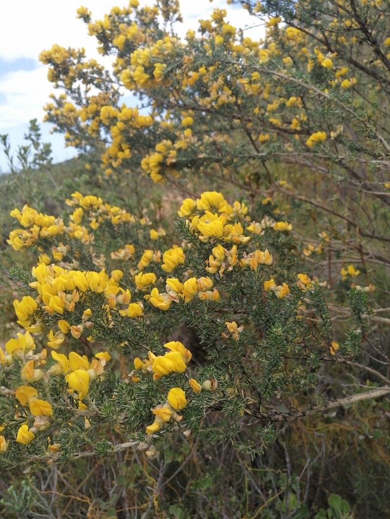 Aspalathus excelsa photo 3