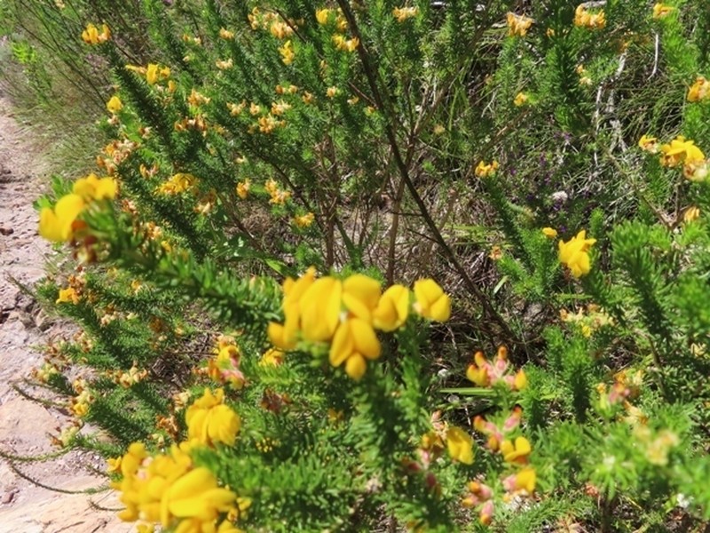 Aspalathus excelsa photo 4