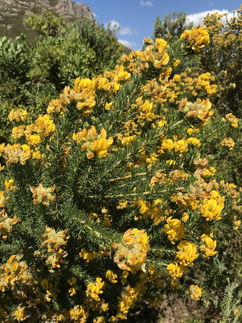 Aspalathus excelsa photo 7