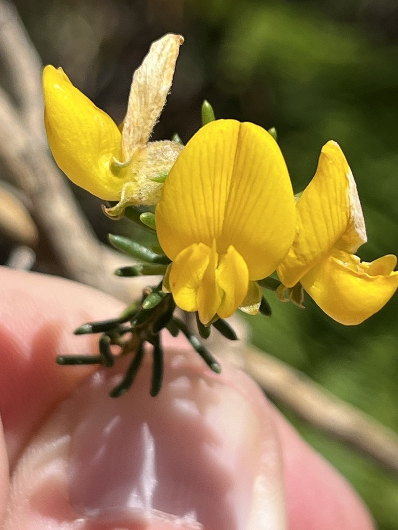 Aspalathus excelsa photo 8