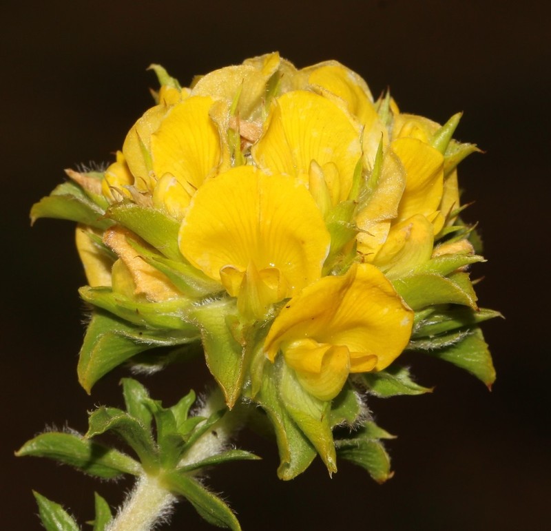 Aspalathus fasciculata