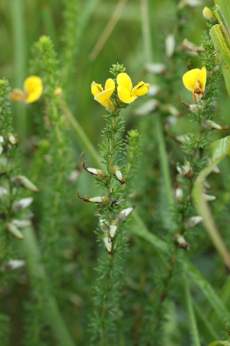 Aspalathus fasciculata photo 4