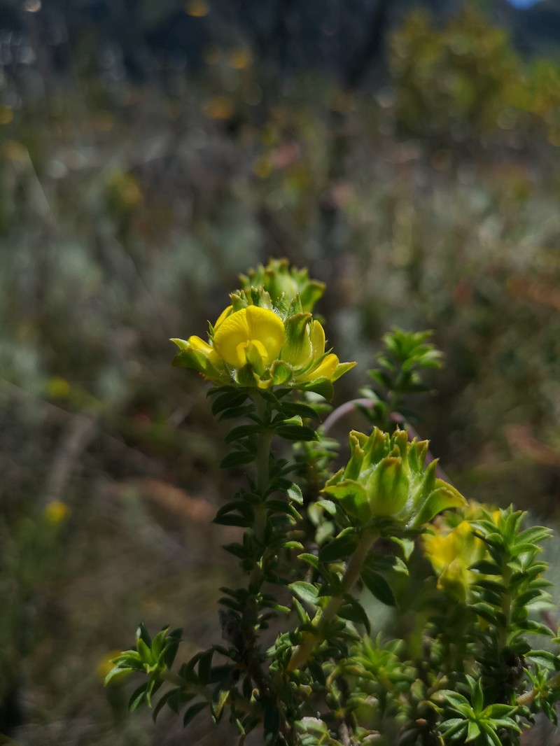 Aspalathus fasciculata photo 5