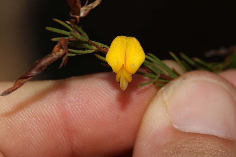 Aspalathus filicaulis