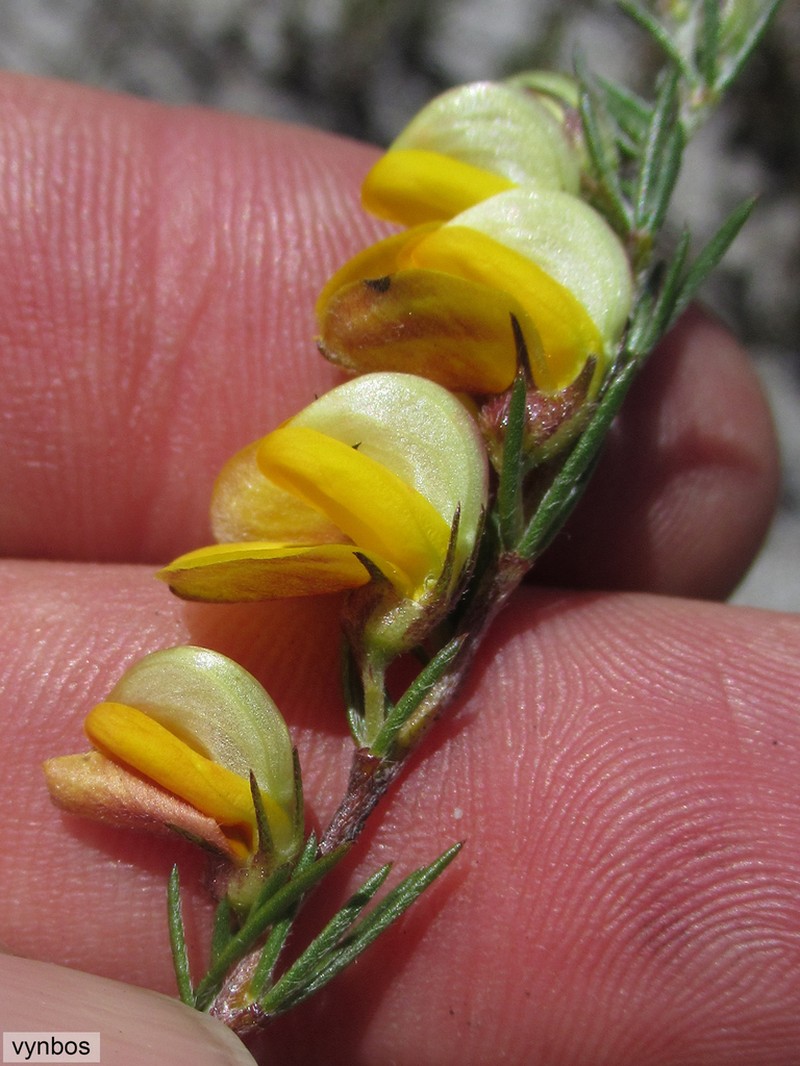 Aspalathus filicaulis photo 2