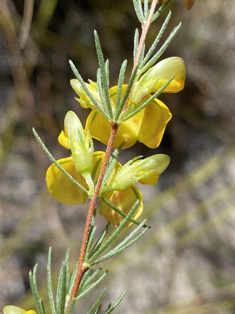 Aspalathus filicaulis photo 3