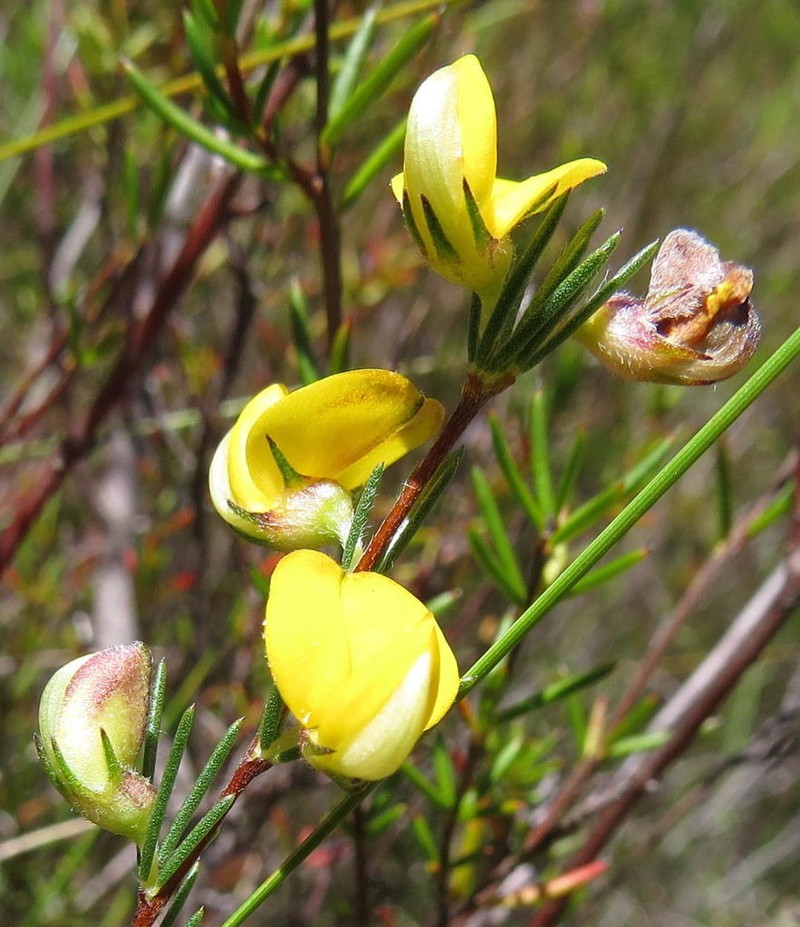 Aspalathus filicaulis photo 4