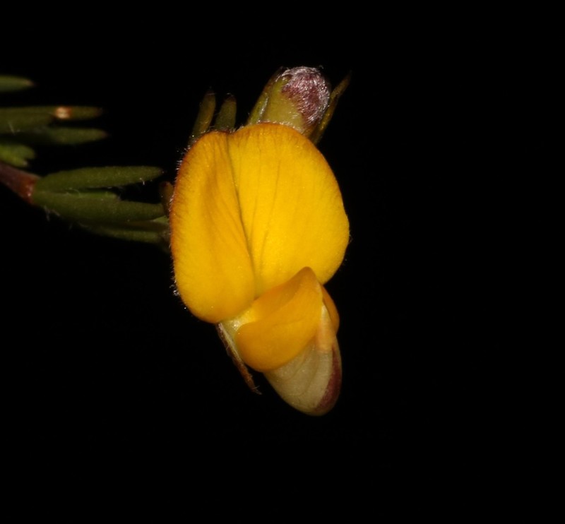 Aspalathus filicaulis photo 5