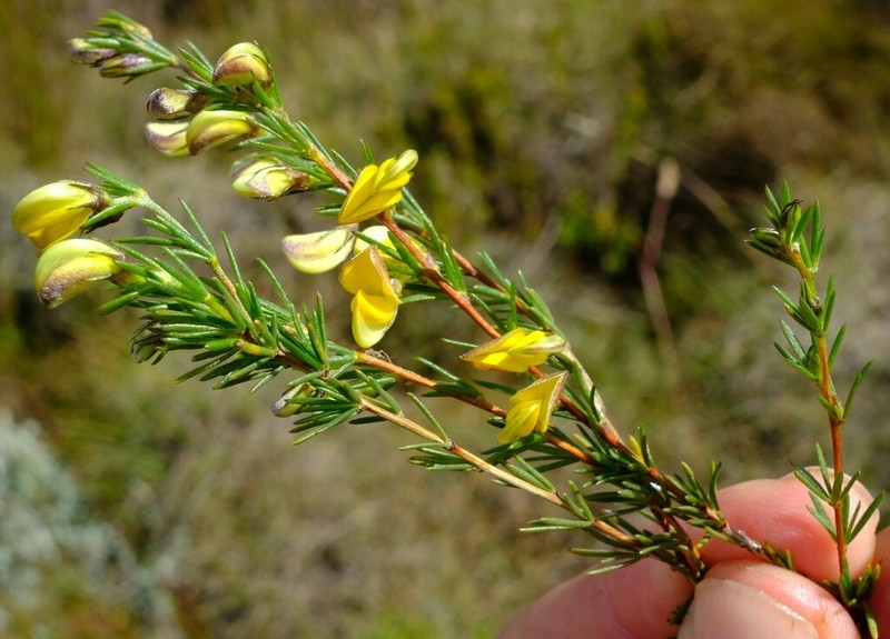 Aspalathus filicaulis photo 6