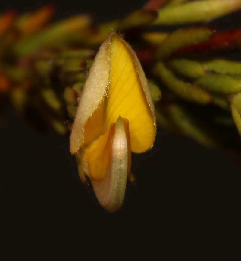 Aspalathus filicaulis photo 7