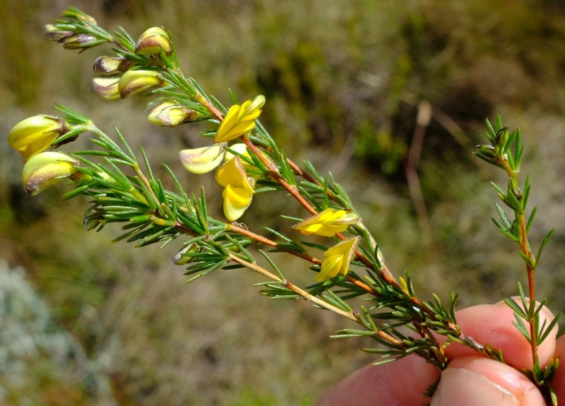 Aspalathus filicaulis photo 8