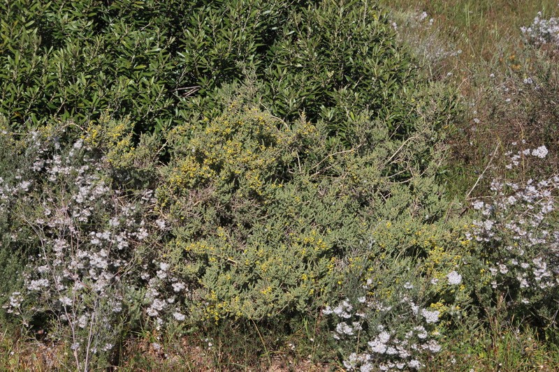 Aspalathus flexuosa