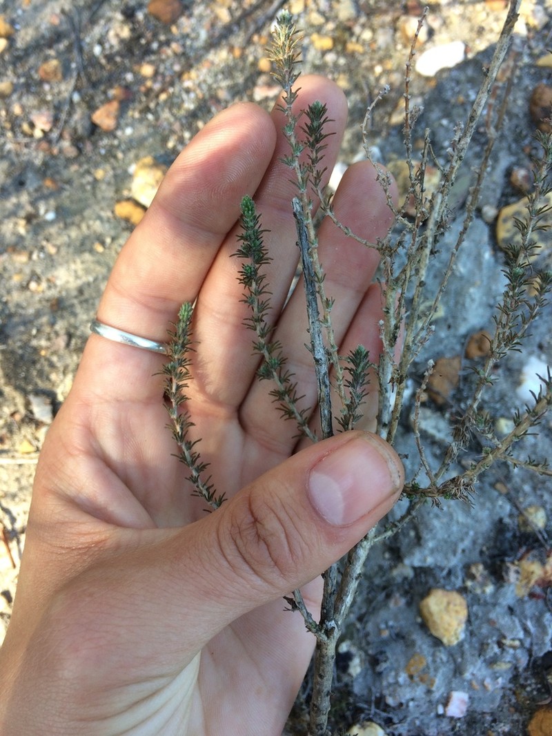 Aspalathus flexuosa photo 2