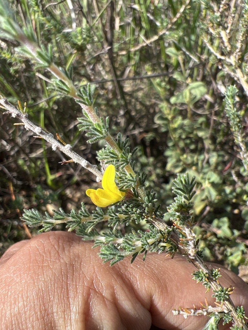 Aspalathus flexuosa photo 3