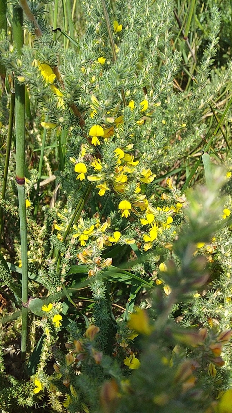 Aspalathus flexuosa photo 4