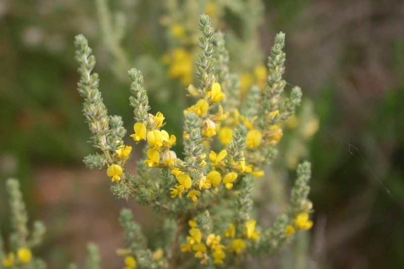 Aspalathus flexuosa photo 5