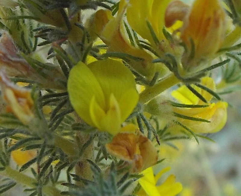 Aspalathus flexuosa photo 6