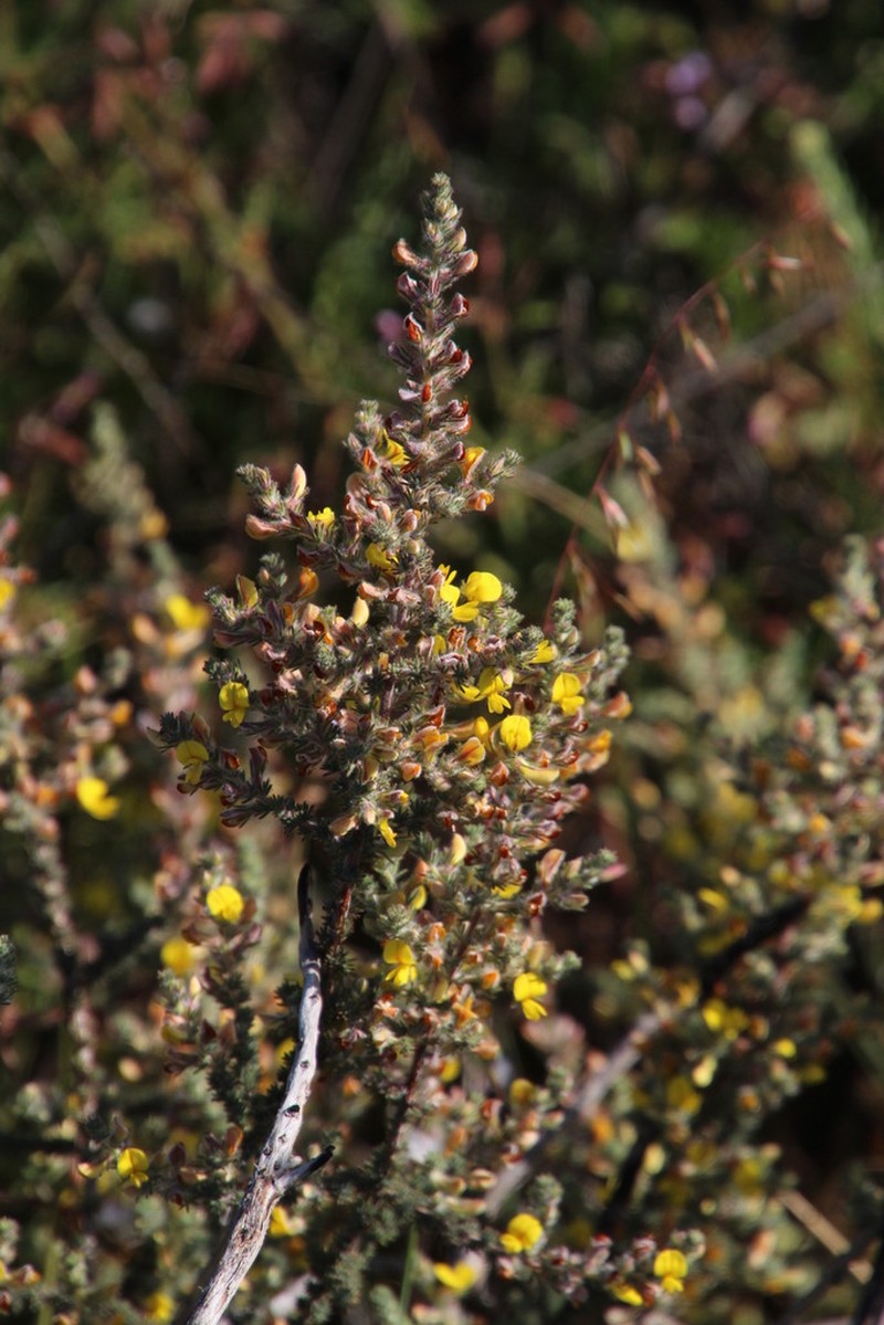Aspalathus flexuosa photo 7