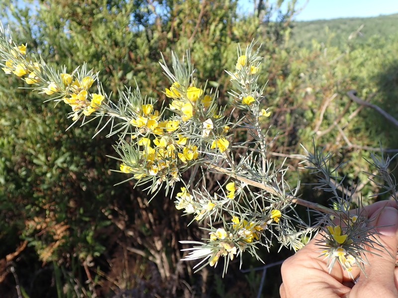 Aspalathus florifera