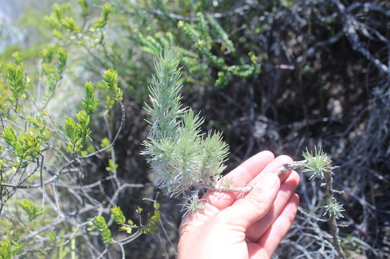 Aspalathus florifera photo 2