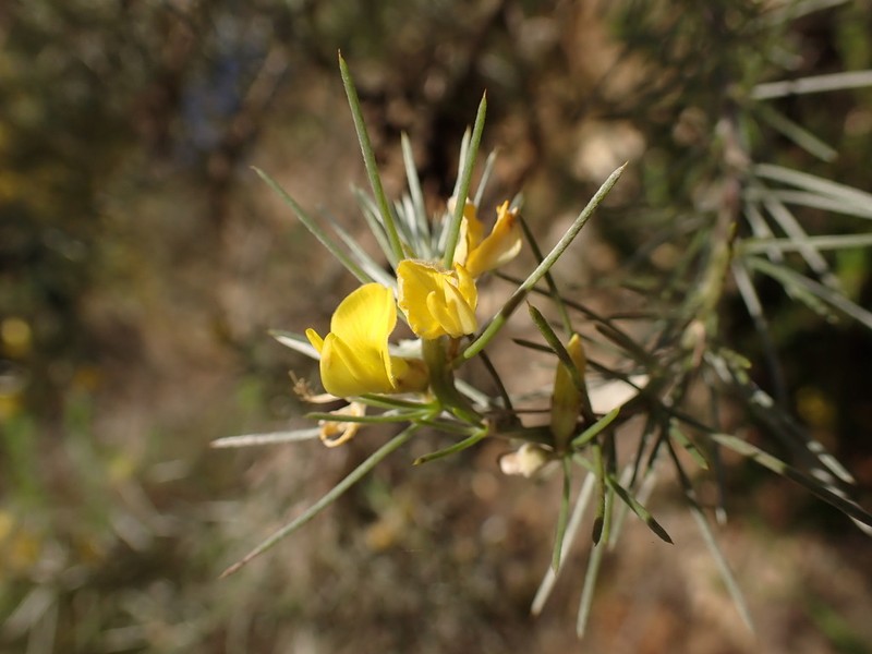 Aspalathus florifera photo 3