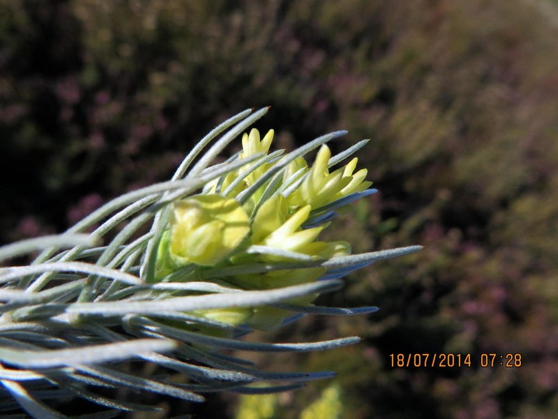 Aspalathus florifera photo 4