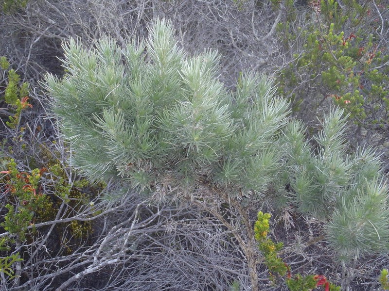 Aspalathus florifera photo 5