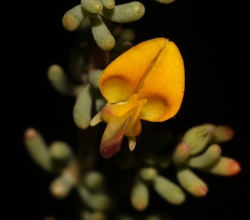 Aspalathus florulenta photo 2