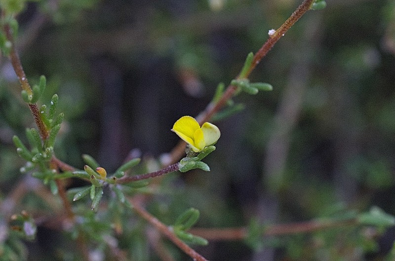 Aspalathus florulenta photo 3