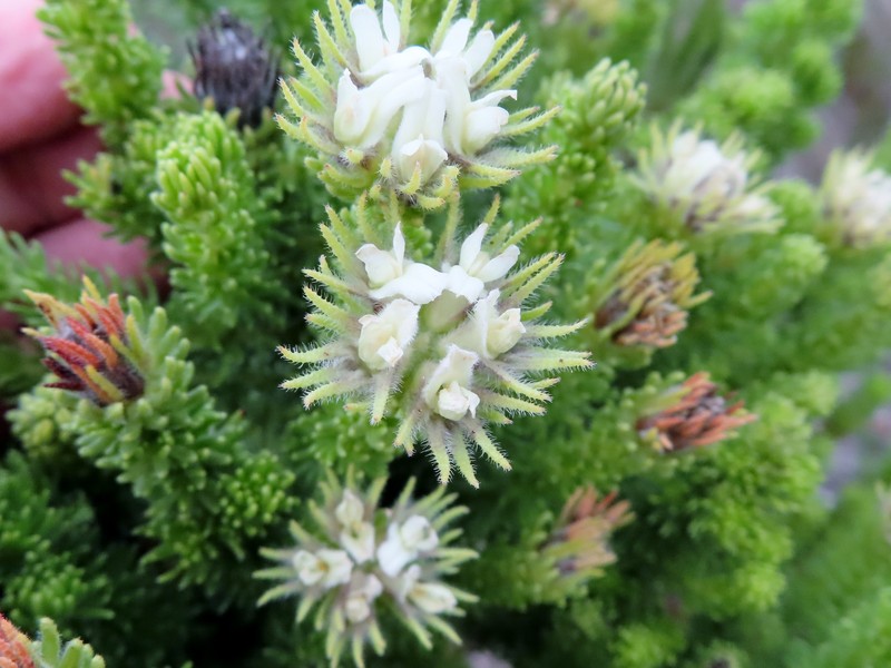 Aspalathus forbesii