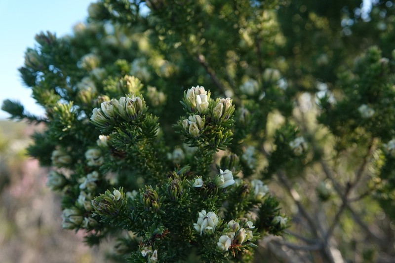 Aspalathus forbesii photo 2