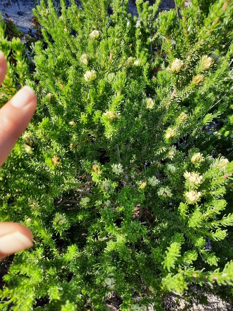 Aspalathus forbesii photo 3