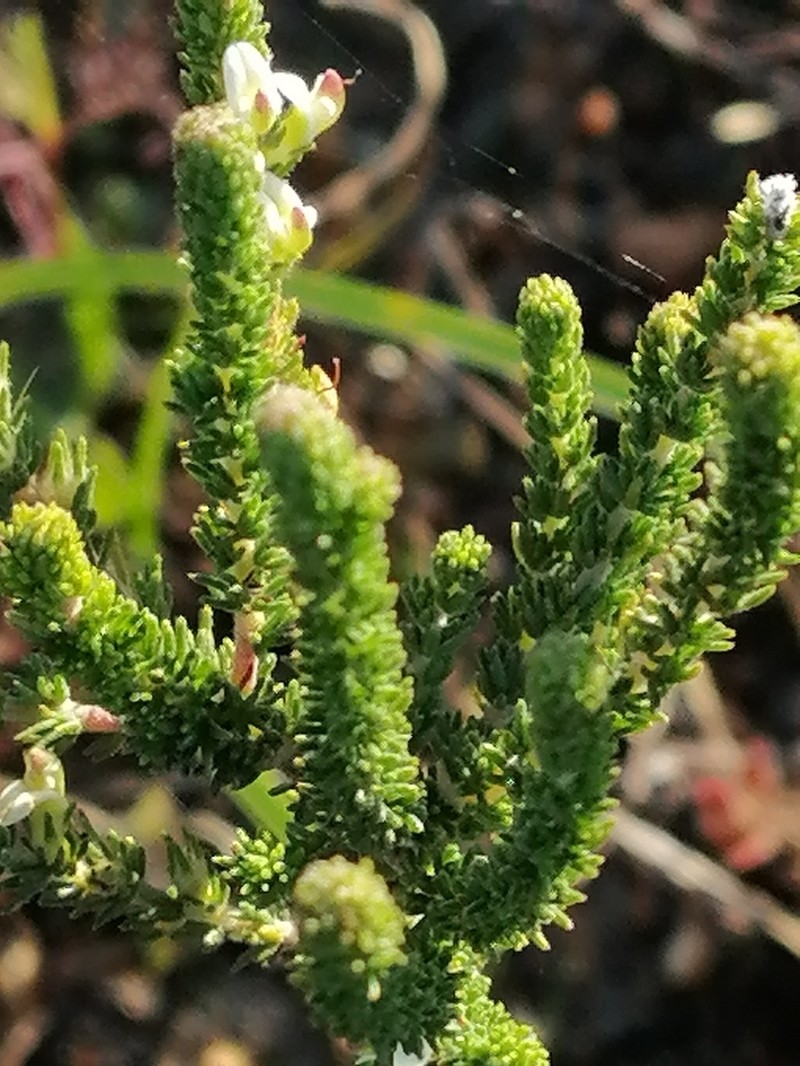 Aspalathus forbesii photo 4