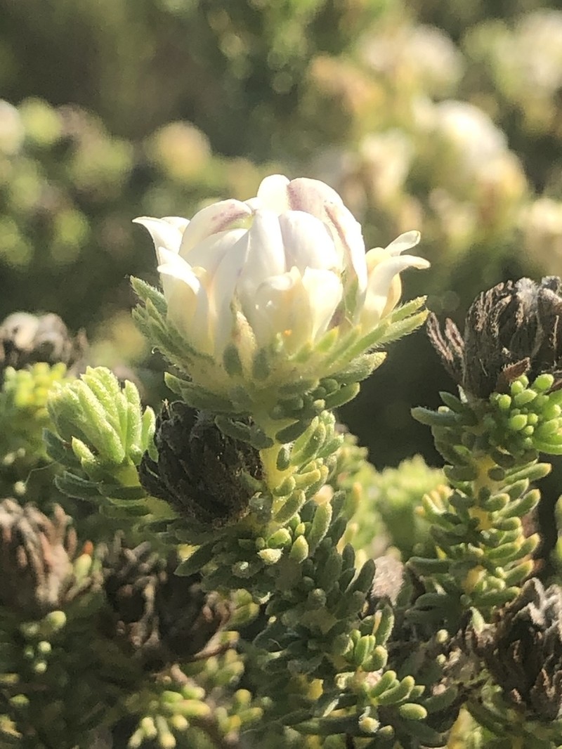 Aspalathus forbesii photo 5