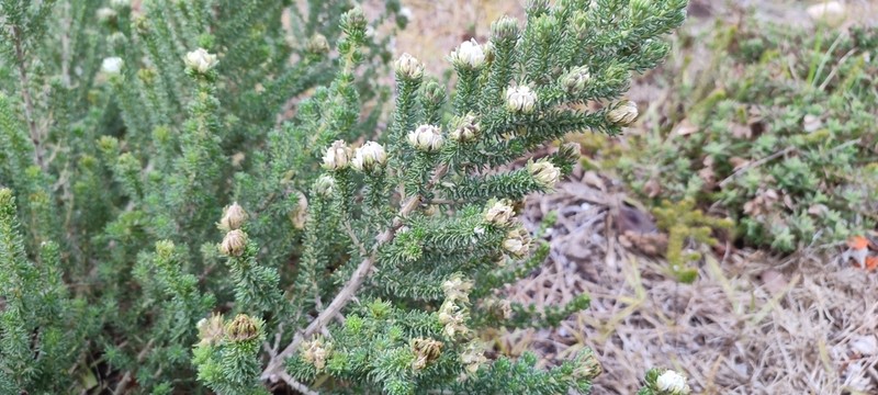 Aspalathus forbesii photo 6