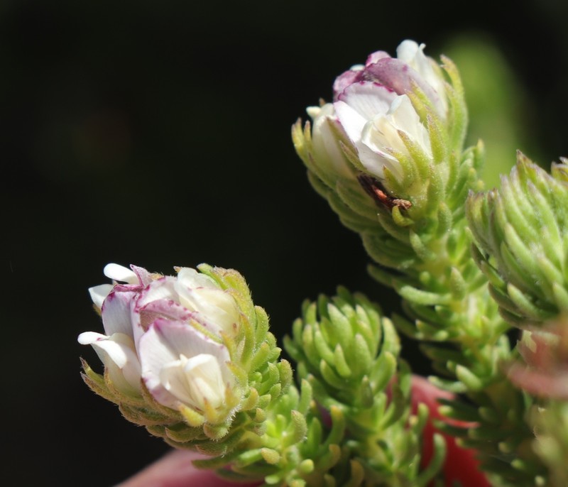 Aspalathus forbesii photo 7