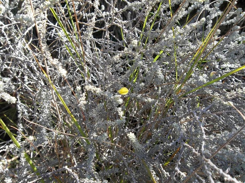 Aspalathus frankenioides