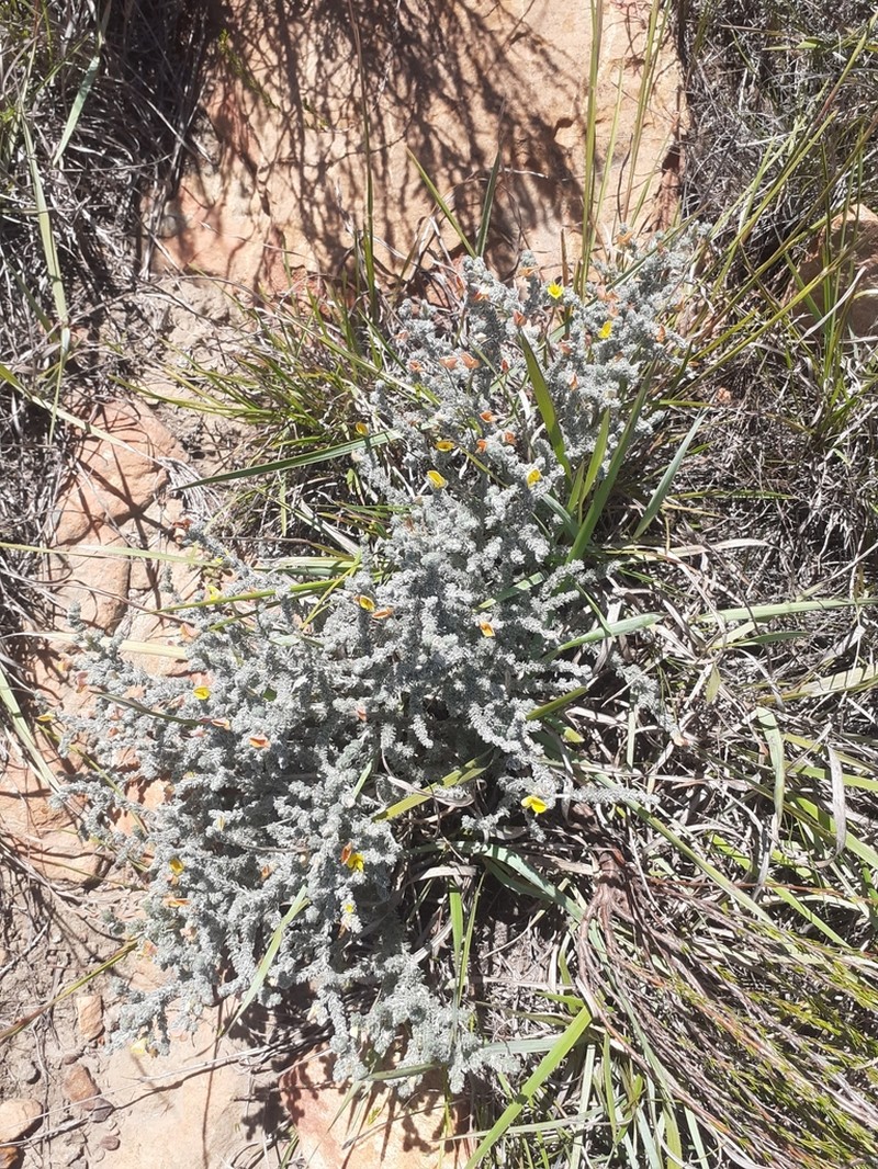 Aspalathus frankenioides photo 2