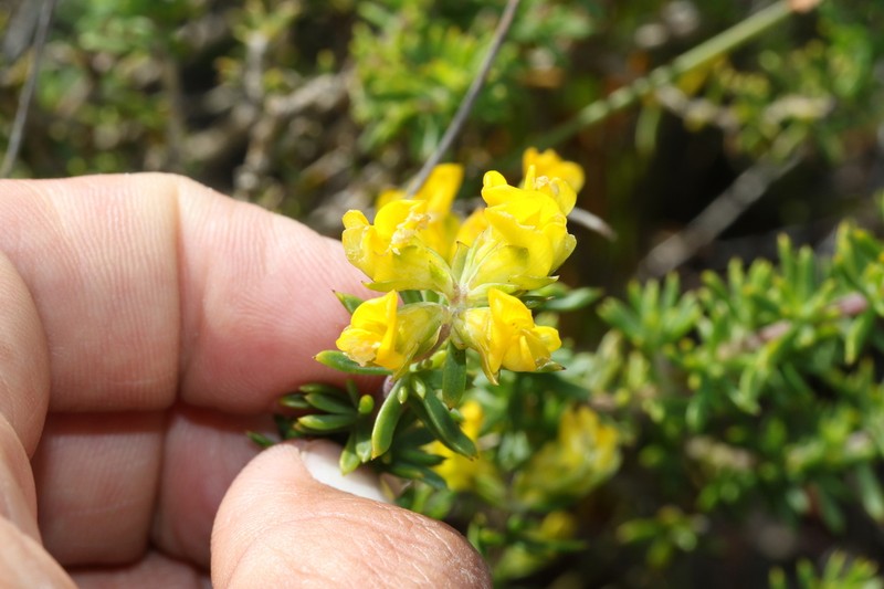 Aspalathus fusca