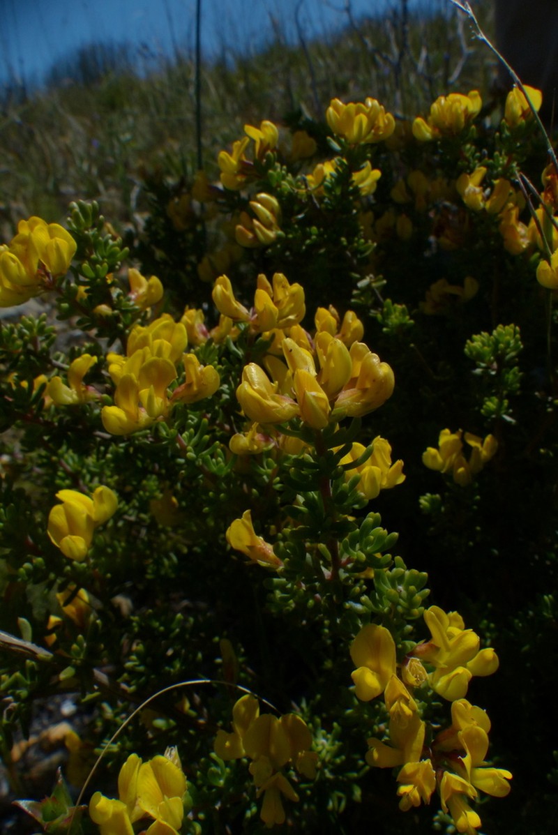 Aspalathus fusca photo 5